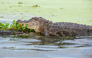 See you later, alligator