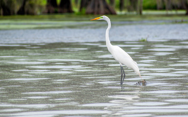 Great egret are enjoy summer times on swamps 