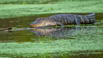 See you later, alligator