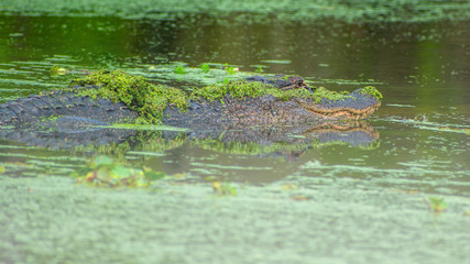 See you later, alligator