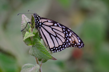 Mariposa monarca posando en una planta