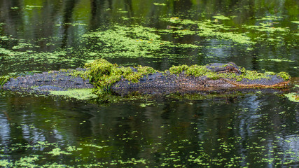 See you later, alligator