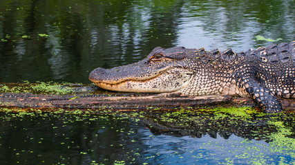 See you later, alligator