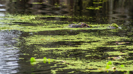 See you later, alligator