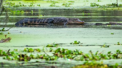 See you later, alligator