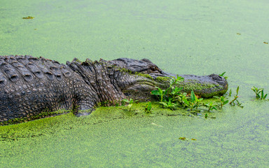 See you later, alligator