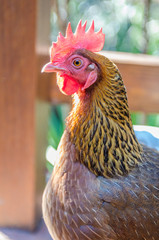 Portrait of chicken