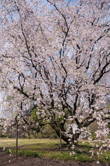 Fototapeta premium 桜