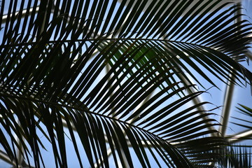 palm tree on background of sky