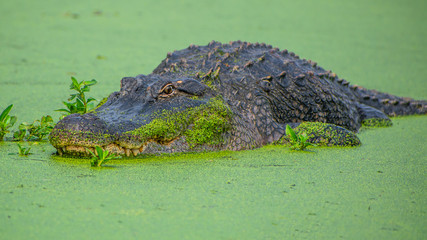 See you later, alligator