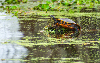 Turtles are enjoying sunny day in a swamp