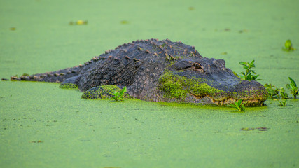 See you later, alligator