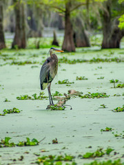 Grey heron is enjoying sunny day at swamp