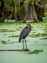 Grey heron is enjoying sunny day at swamp