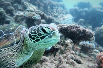 Naklejka na ściany i meble Sea Turtle on Great Barrier Reef