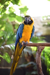 blue and yellow macaw