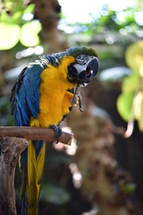 blue and yellow macaw