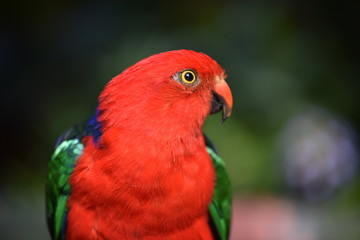 blue and yellow macaw