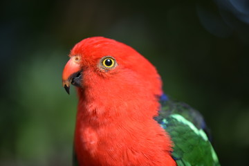 colorful parrot