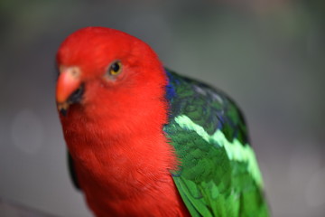 colorful parrot