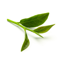 Green tea leaf isolated on white background, Fresh tea leaves on a white background