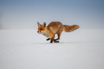 Fototapeta premium Red fox (Vulpes vulpes) with a bushy tail hunting in the snow in winter in Algonquin Park in Canada