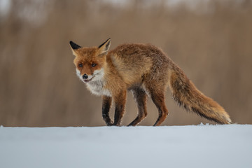 Red fox (Vulpes vulpes) with a bushy tail hunting in the snow in winter in Algonquin Park in Canada