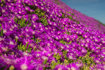Fototapeta premium Hardy Ice Plant in Bloom. Beautiful Purple Blossom Flowers, Native California Wildflower, Hardy Ice Plant