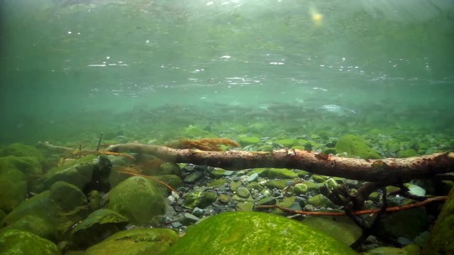 Dry tree, stones on seabed and school of pink (hump-back) salmon fish underwater in Sea. Salmonidae Oncorhynchus gorbuscha game-fish in clear transparent water.