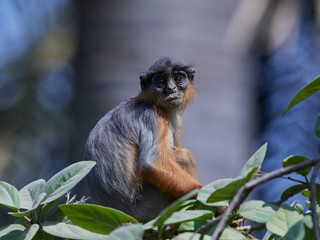 Western red colobus (Piliocolobus badius)