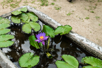 lotus in ponds