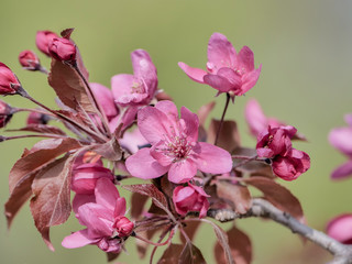 Fototapeta na wymiar Scene with apple crab flowers in spring