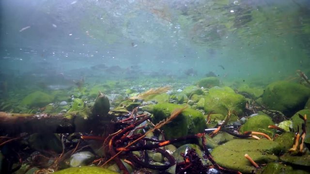 Dry tree, stones on seabed and school of pink (hump-back) salmon fish underwater in Sea. Salmonidae Oncorhynchus gorbuscha game-fish in clear transparent water.