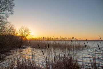 Malchiner See Schilf im Sonnenuntergang