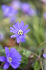 Fototapeta premium flower in garden