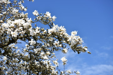 flowers in spring