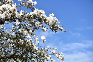 white flowers in spring
