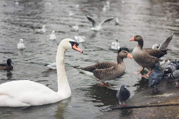 Aves en lago