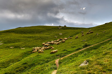 Obraz premium Sheep Grazing - Kazbegi, Georgia