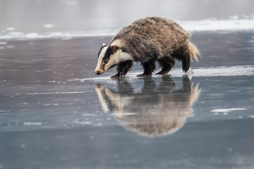 badger running in snow, winter scene with badger in snow © vaclav