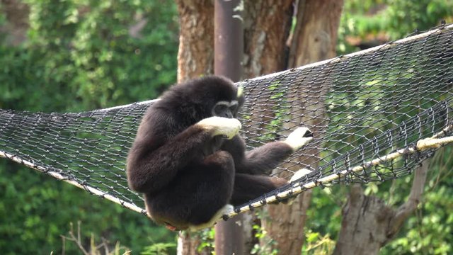 Spider Monkey Adult Lone Playing Play Hanging Swinging Tail