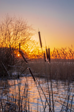 Rohrkolben im Sonnenuntergang Hochformat