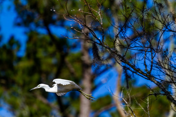 Egret,US