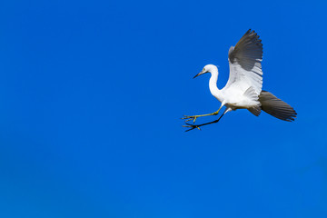 Egret,US