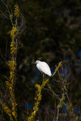 Egret,US