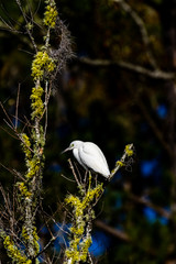 Egret,US