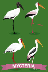 Mycteria stork genus cartoon bird