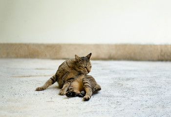 Thai lazy cat lay in easy day