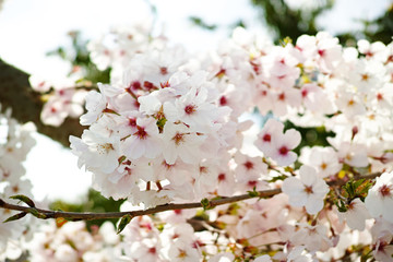 桜