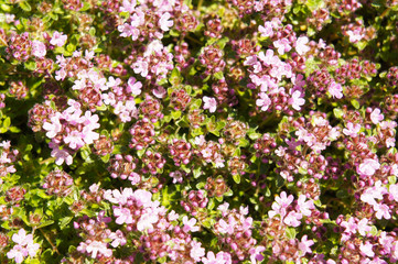 Thymus serpyllum thyme